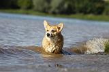 CORGI PEMBROKE 768